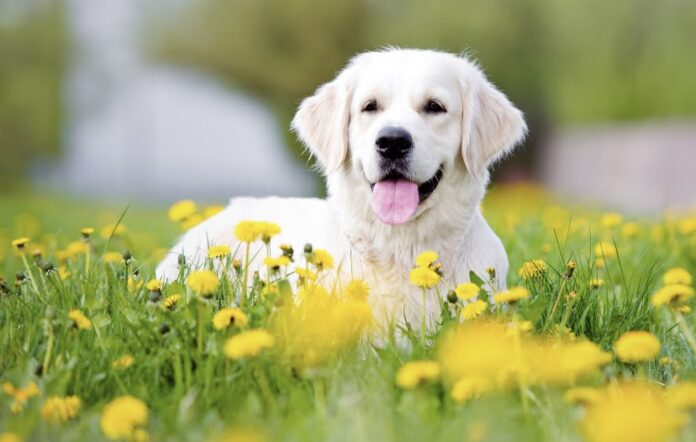 5 consejos para crear un jardín apto para perros 5 consejos para crear un jardín apto para perros